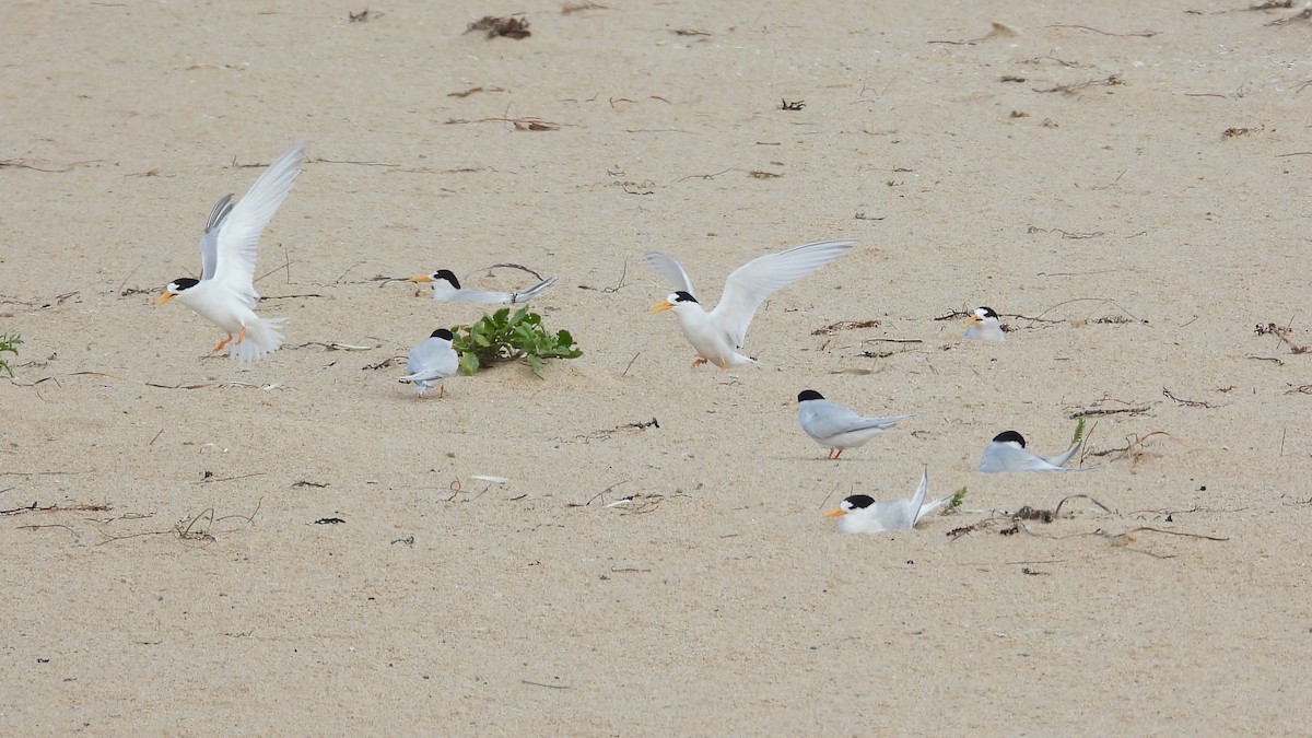 Australian Fairy Tern - ML647171842