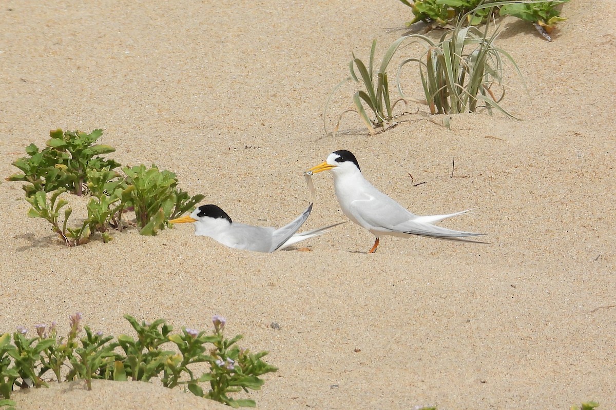 Australian Fairy Tern - ML647171843