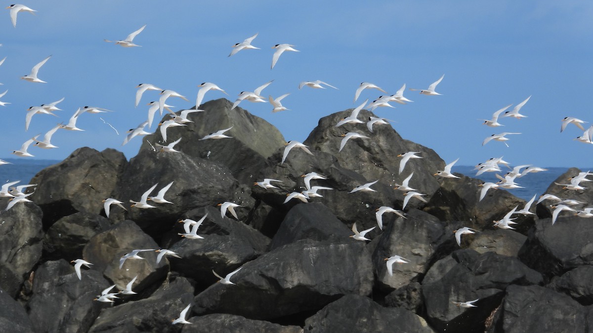 Australian Fairy Tern - ML647171844
