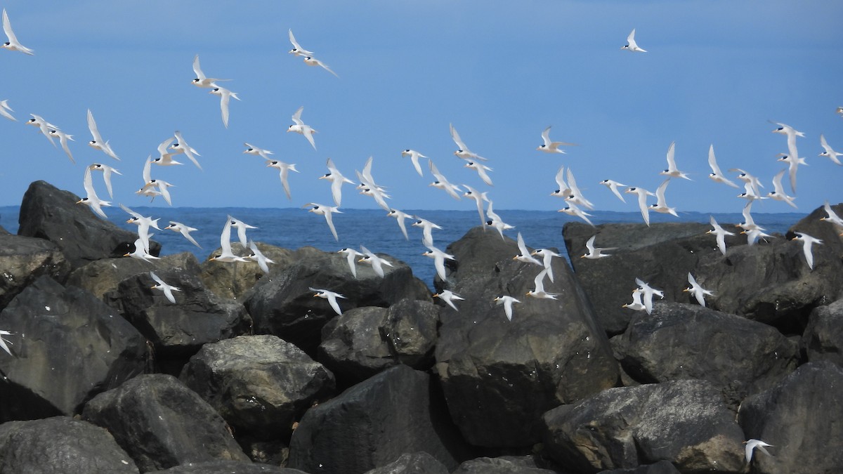 Australian Fairy Tern - ML647171845