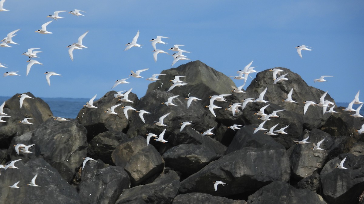 Australian Fairy Tern - ML647171846