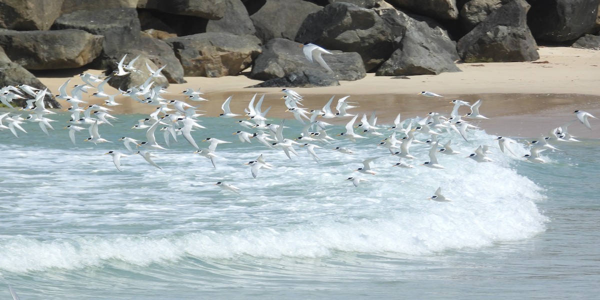 Australian Fairy Tern - ML647171847