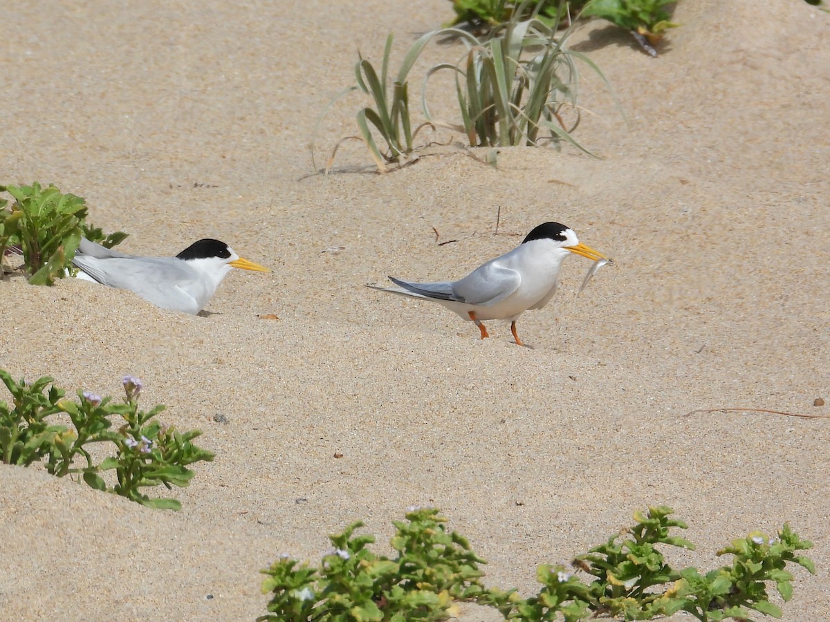 Australian Fairy Tern - ML647171848