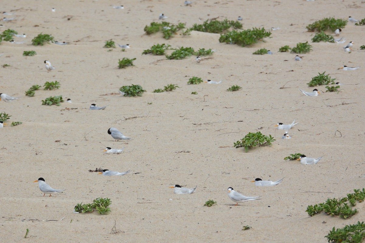Australian Fairy Tern - ML647171849