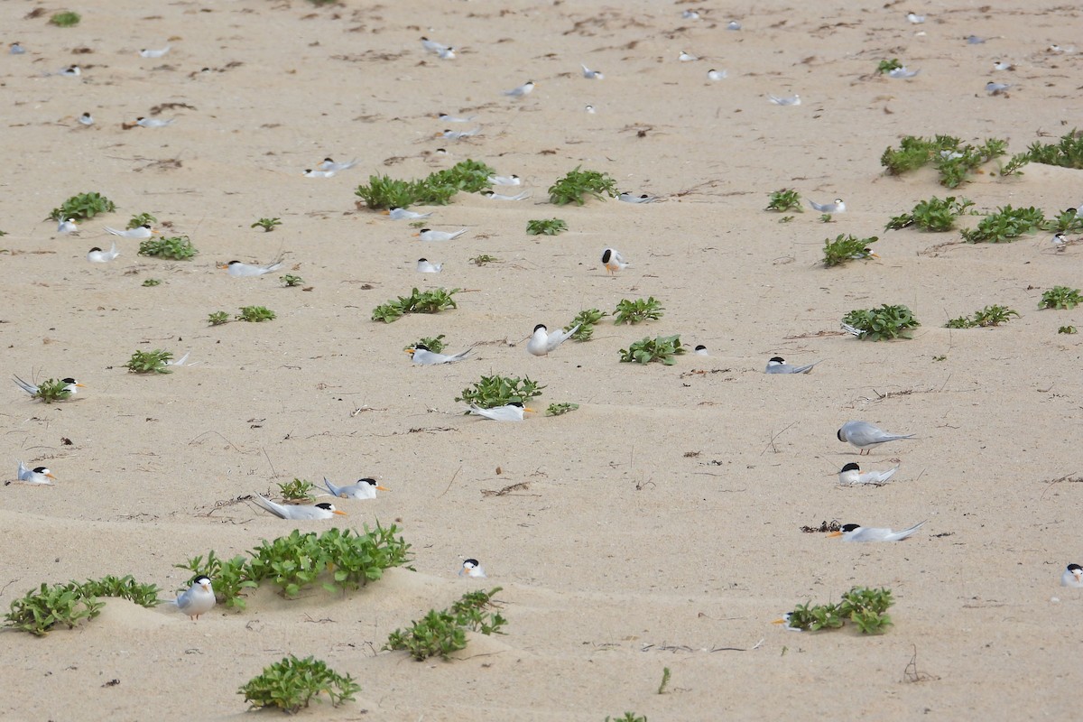 Australian Fairy Tern - ML647171850