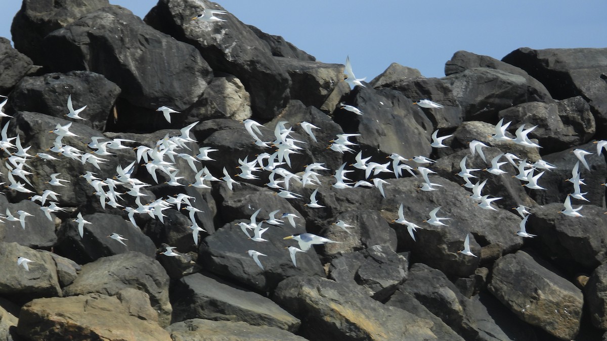 Australian Fairy Tern - ML647171851
