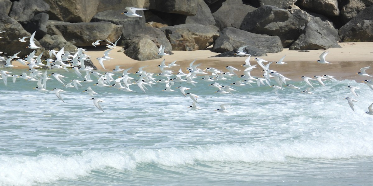 Australian Fairy Tern - ML647171852