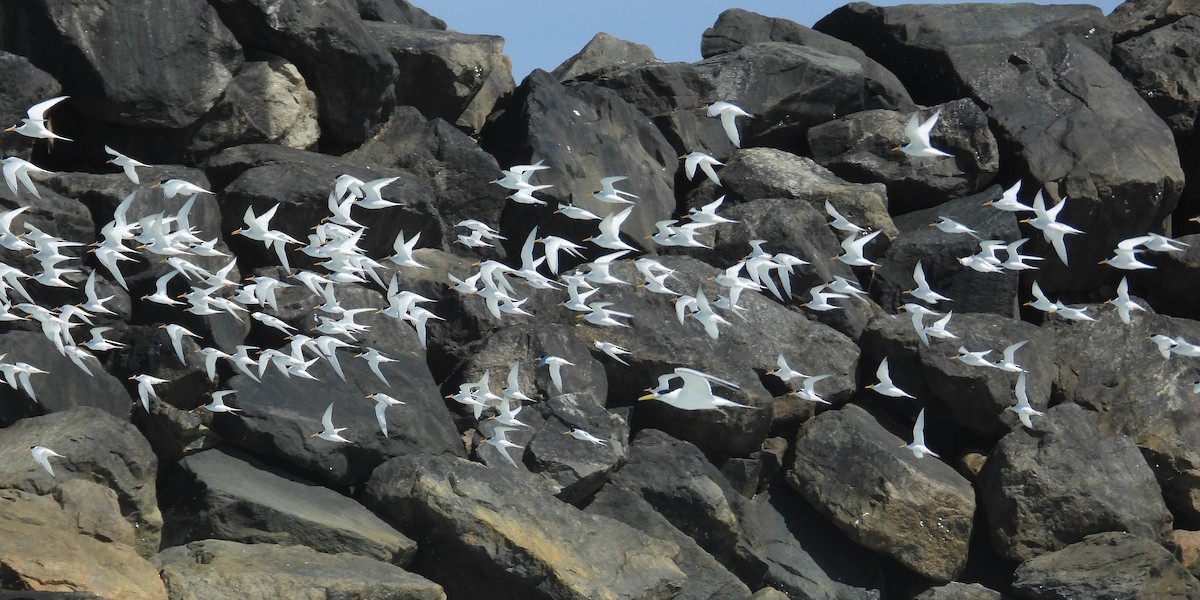 Australian Fairy Tern - ML647171853