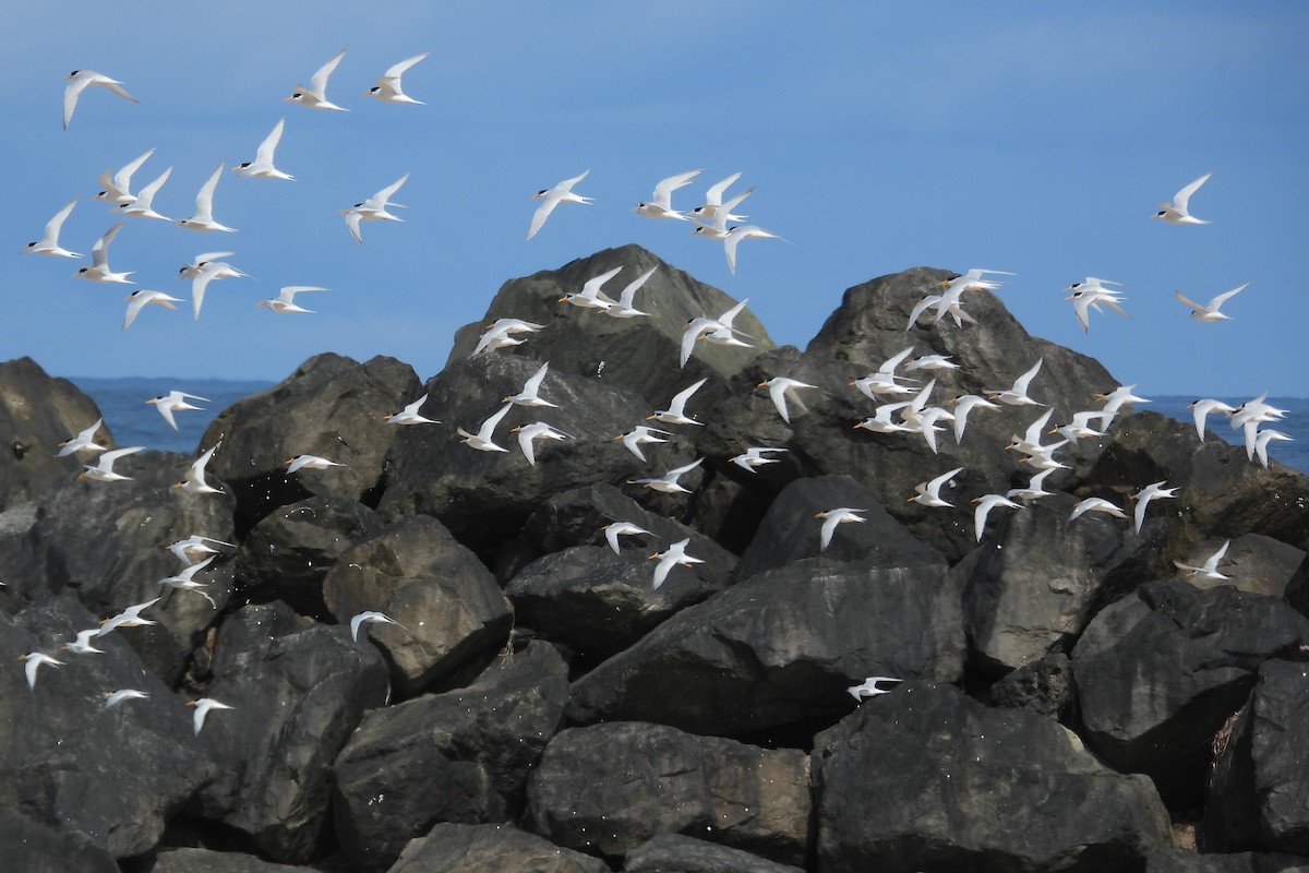 Australian Fairy Tern - ML647171854