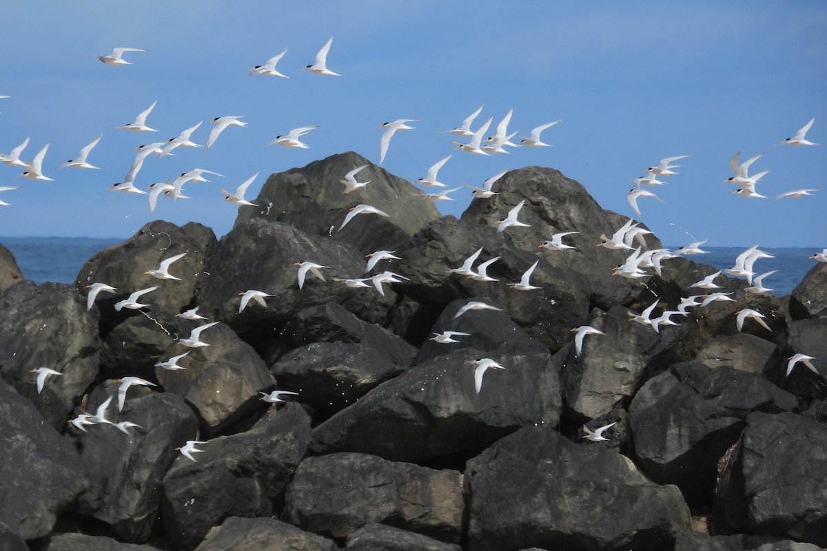 Australian Fairy Tern - ML647171855