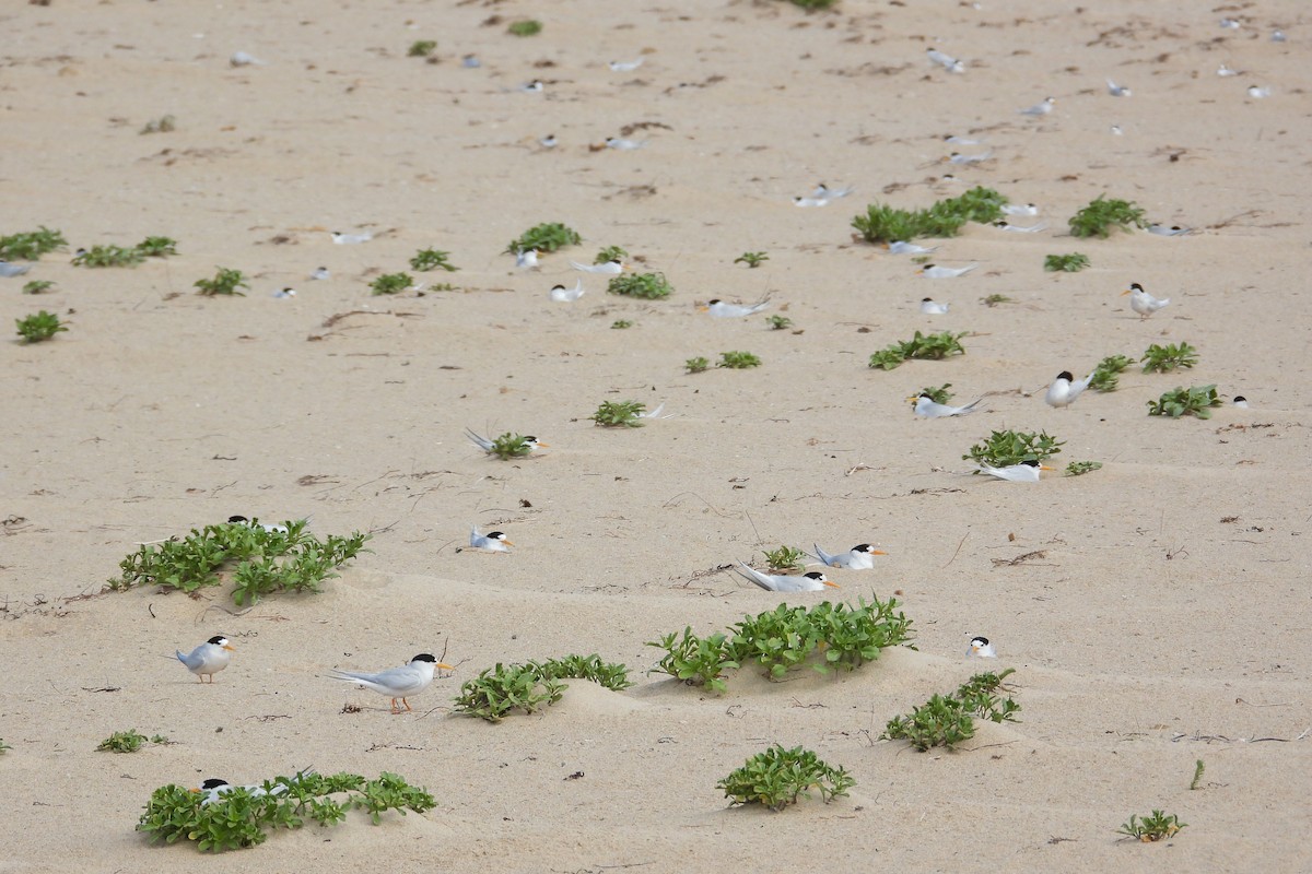 Australian Fairy Tern - ML647171856
