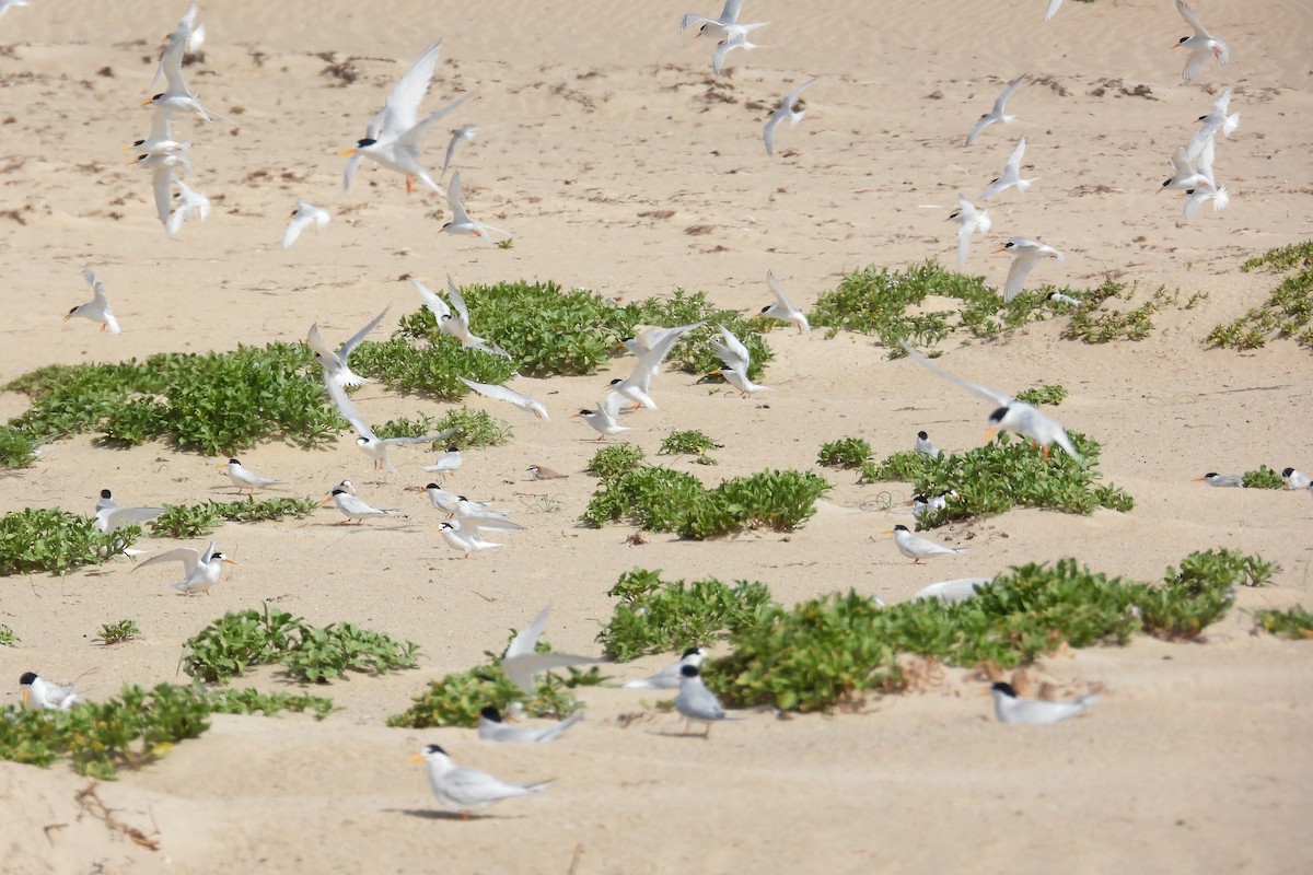 Australian Fairy Tern - ML647171857