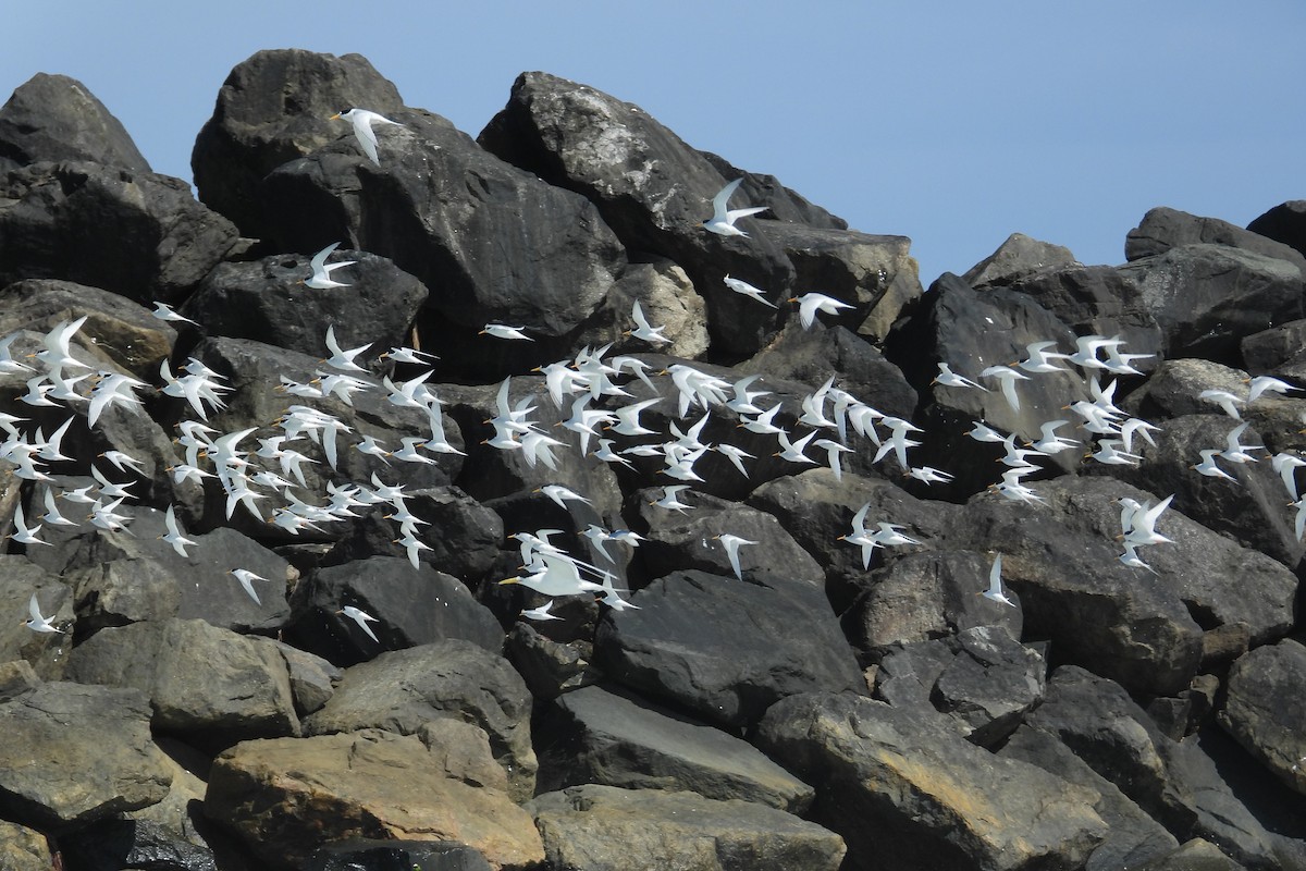 Australian Fairy Tern - ML647171858