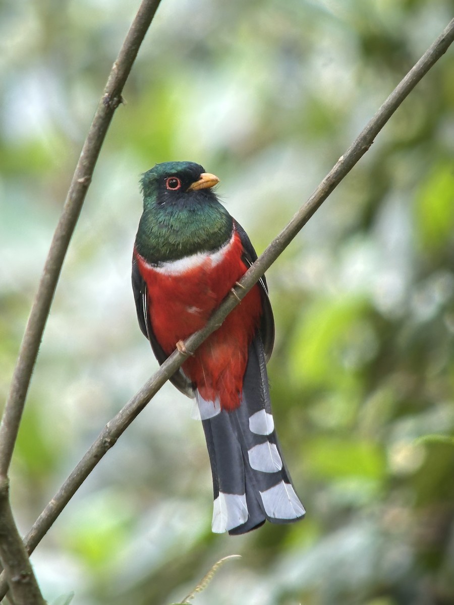 Masked Trogon - ML647171865