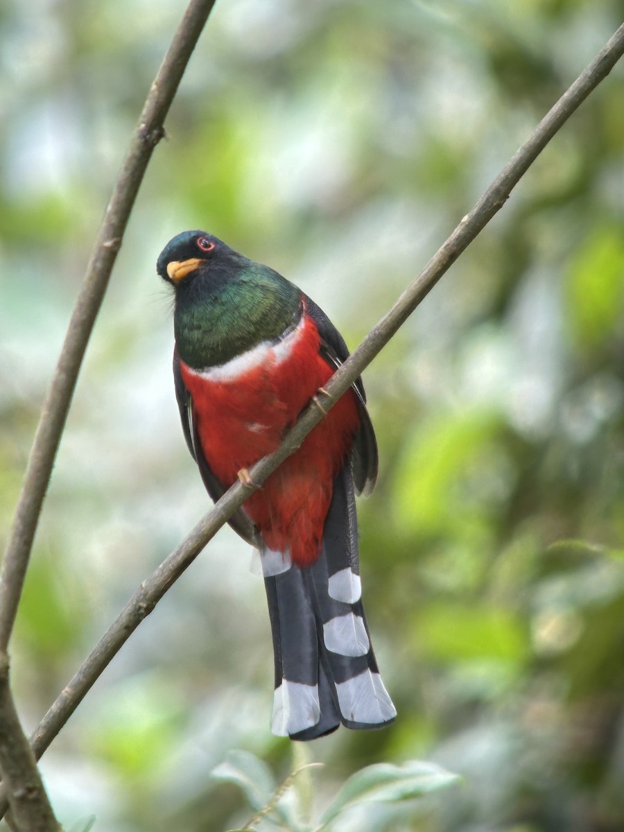 Masked Trogon - ML647171866