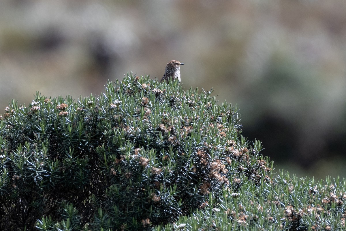 Many-striped Canastero - ML647171868