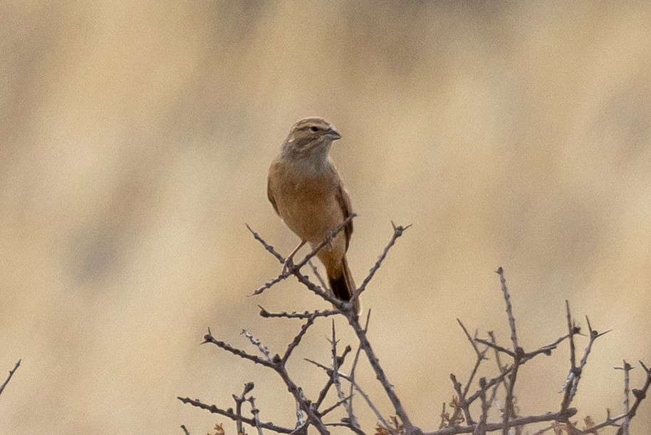 Lark-like Bunting - ML647171873