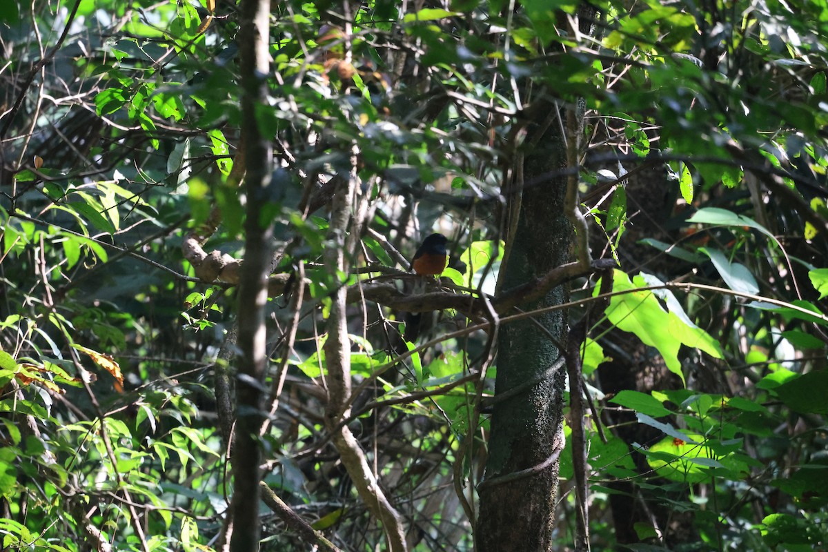 白腰鵲鴝 - ML647171876