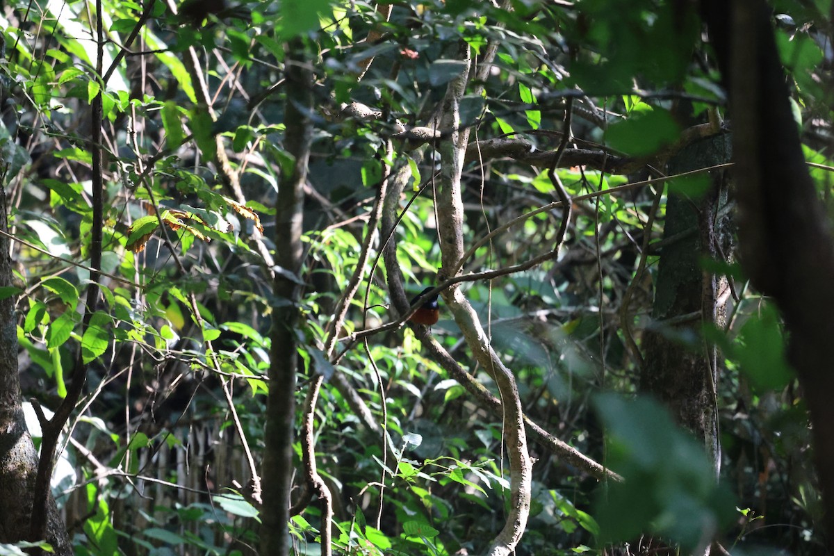 白腰鵲鴝 - ML647171877