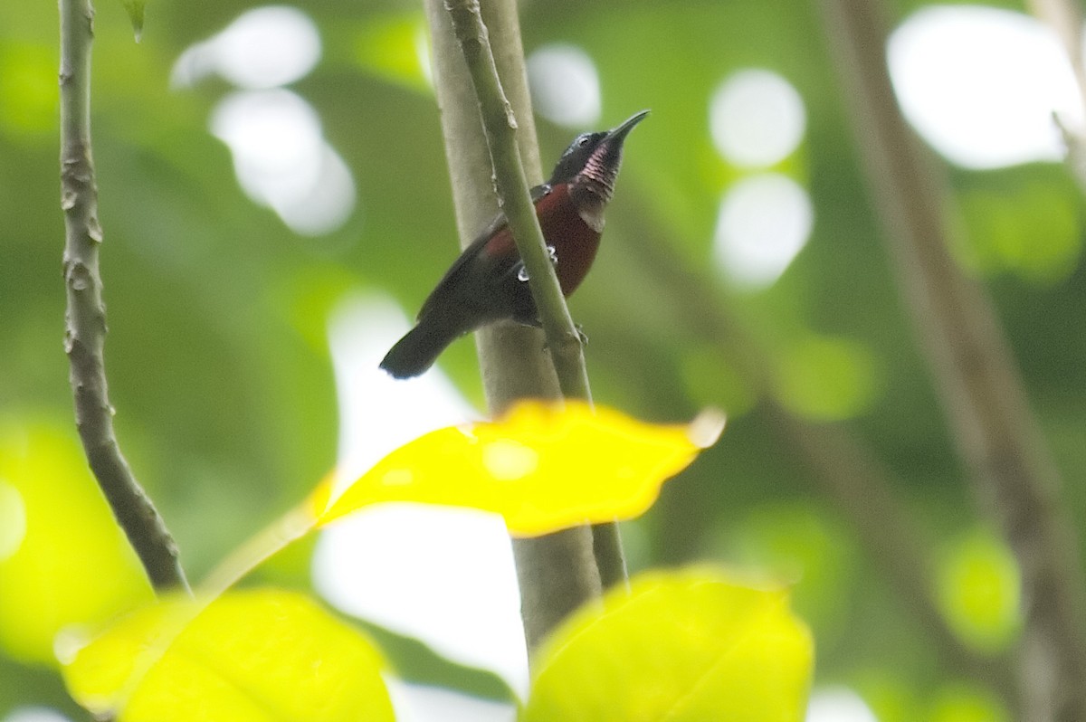 Van Hasselt's Sunbird - ML647171879