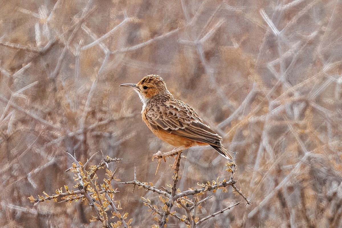 Spike-heeled Lark - ML647171880