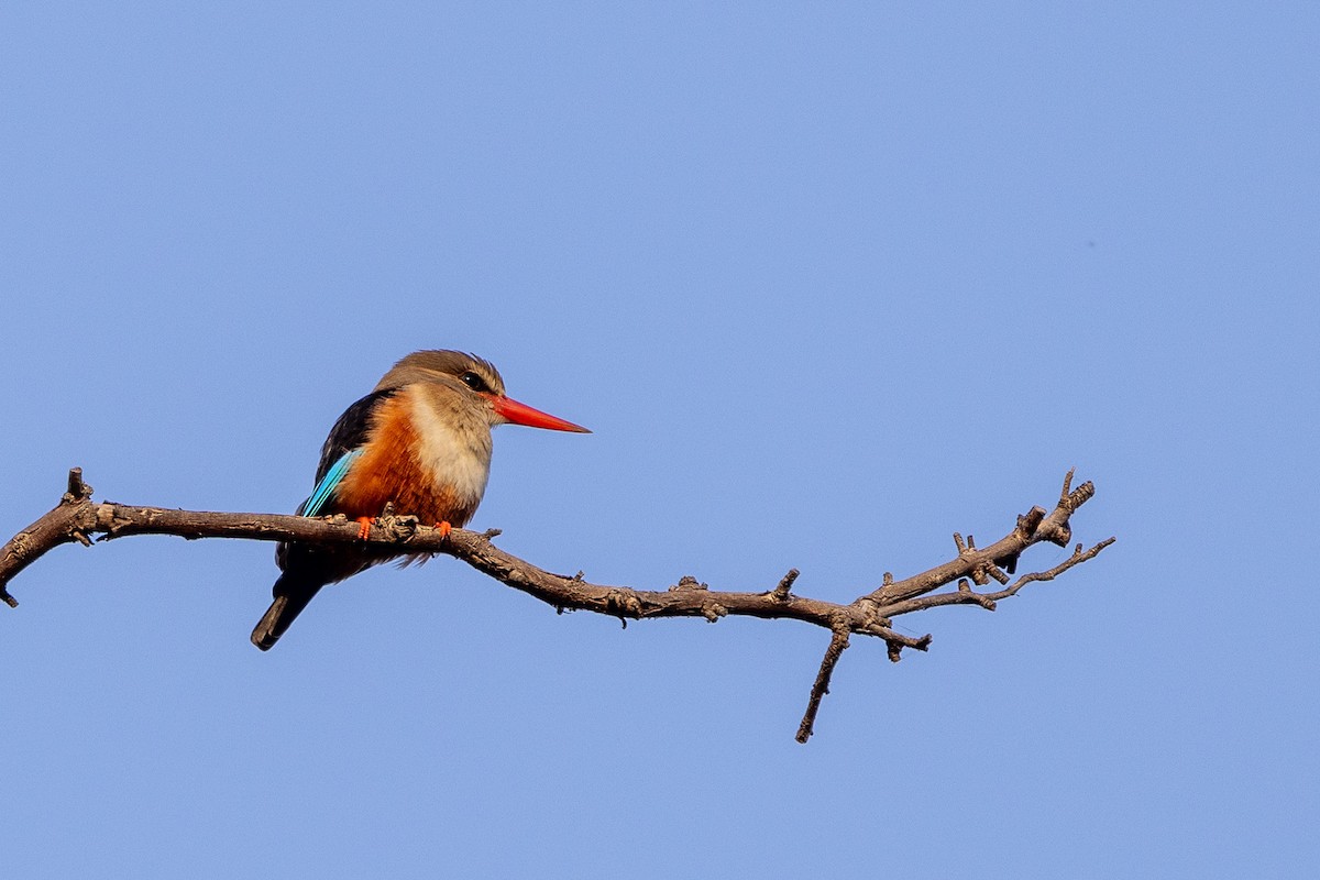 Gray-headed Kingfisher - ML647171889