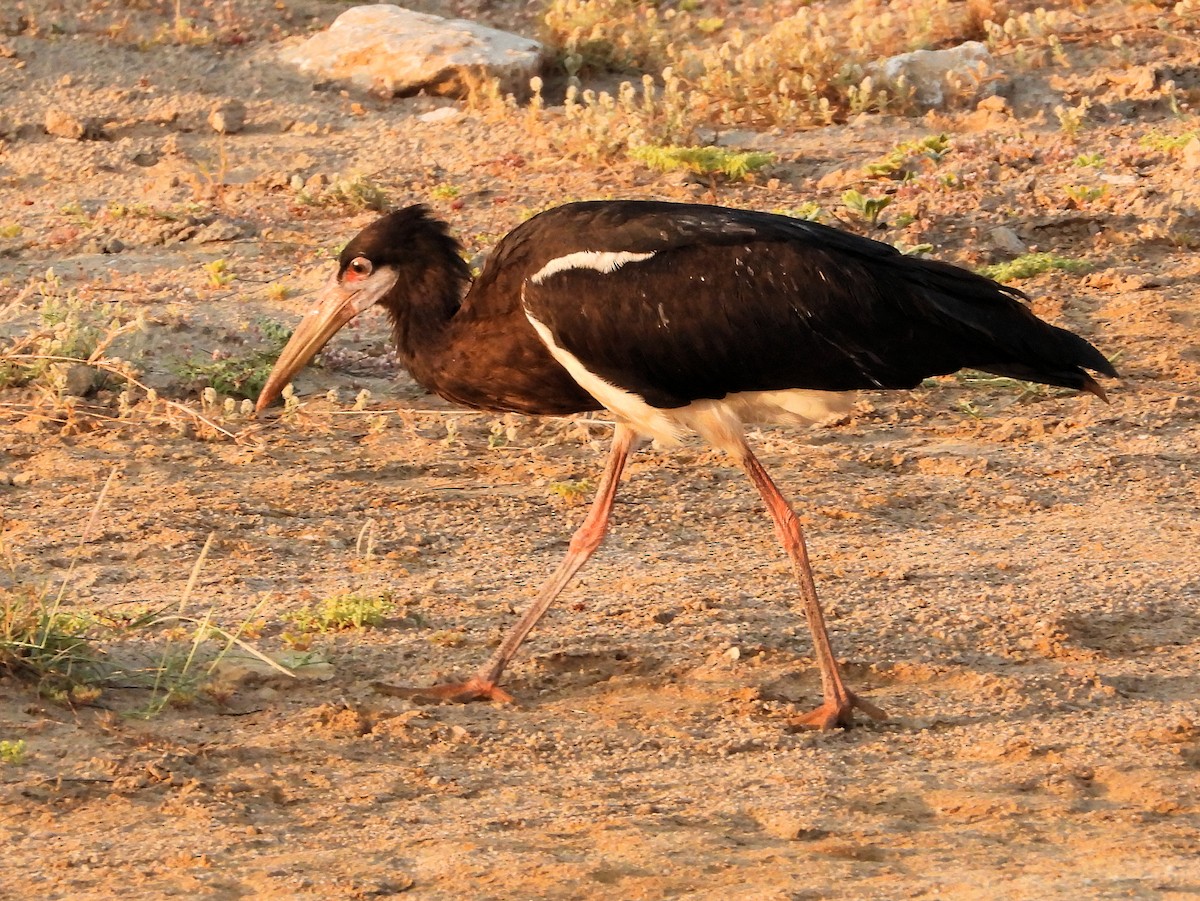 חסידת אבדים - ML647171892