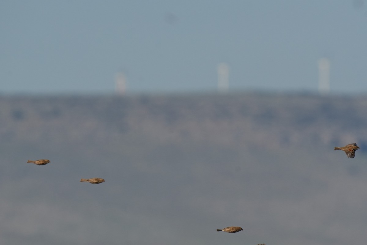 Dead Sea Sparrow - ML647171893