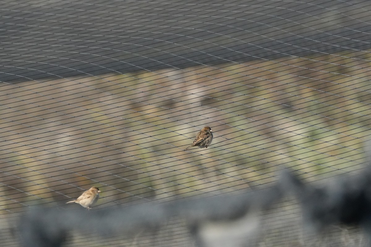 Dead Sea Sparrow - ML647171894