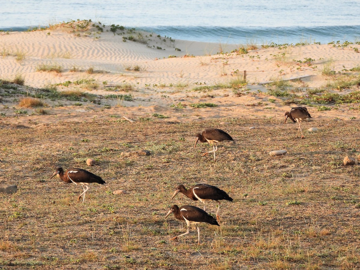 חסידת אבדים - ML647171895