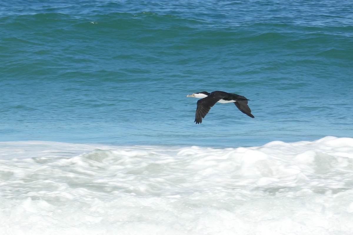 Pied Cormorant - ML647171897