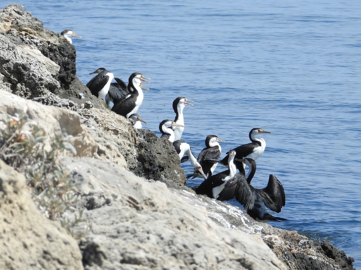 Pied Cormorant - ML647171899