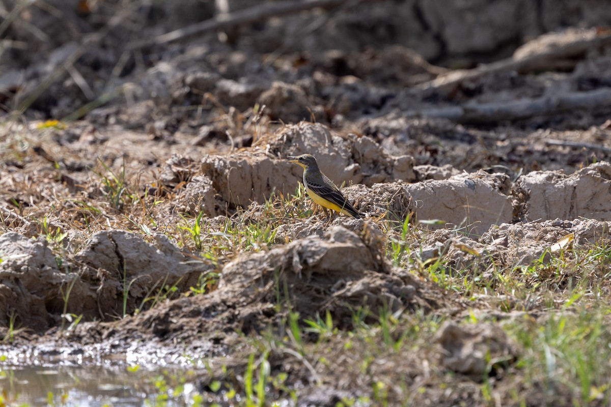 Western Yellow Wagtail - ML647171912