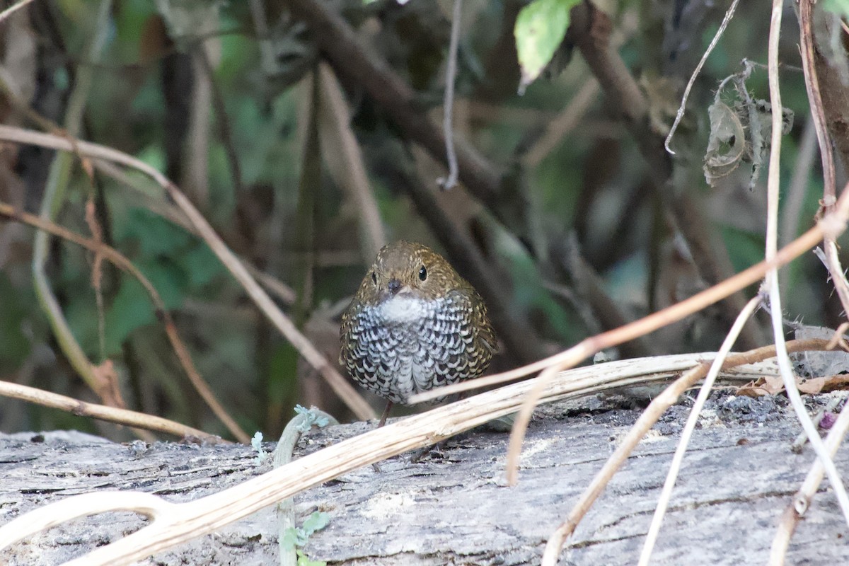 Scaly-breasted Cupwing - ML647171916