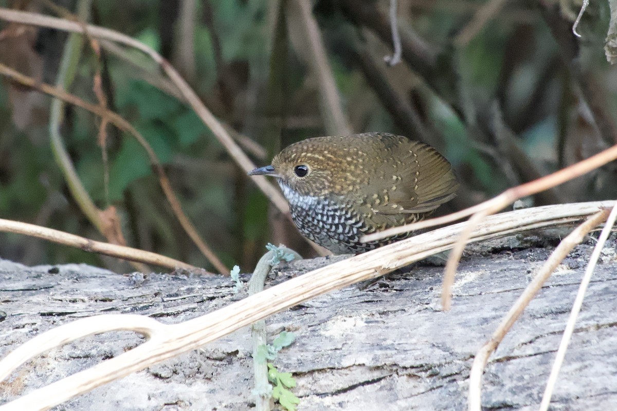 Scaly-breasted Cupwing - ML647171917
