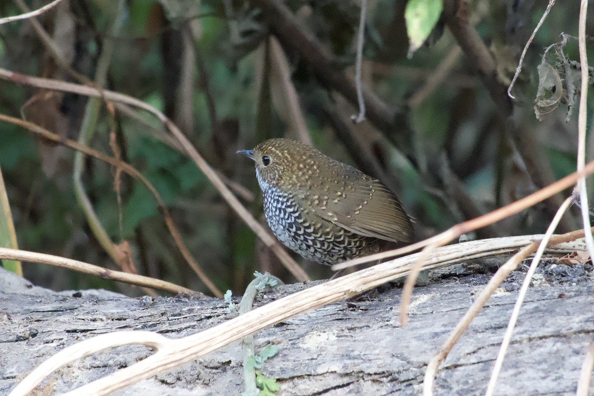 Scaly-breasted Cupwing - ML647171919