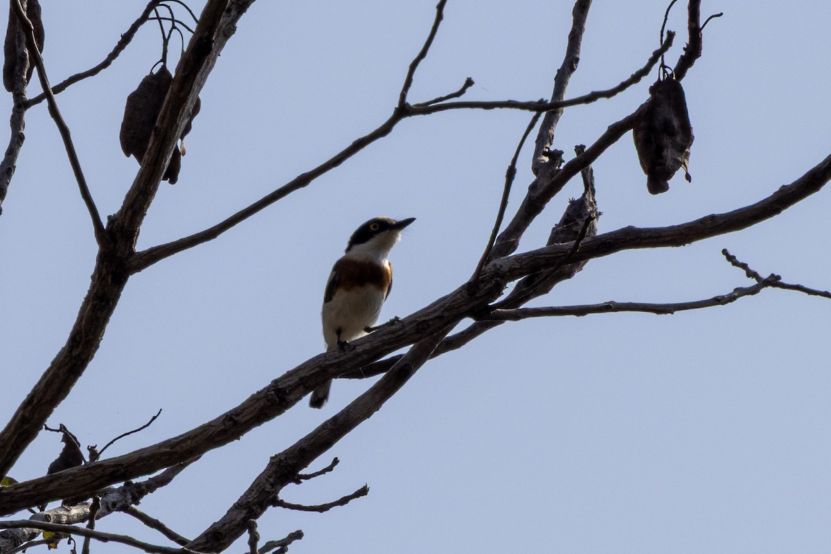 Senegal Batis - ML647171927