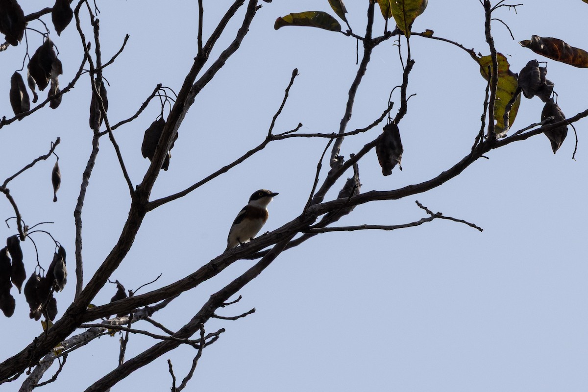 Senegal Batis - ML647171928