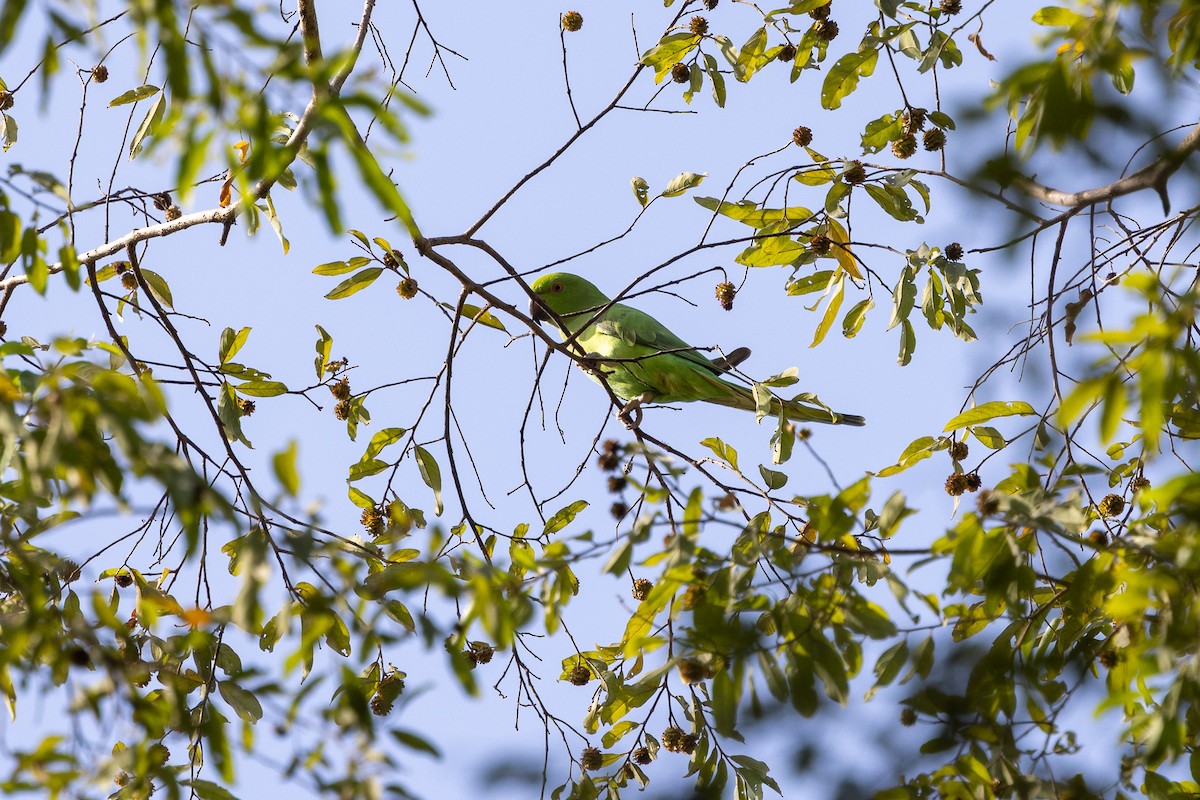 Rose-ringed Parakeet - ML647171931
