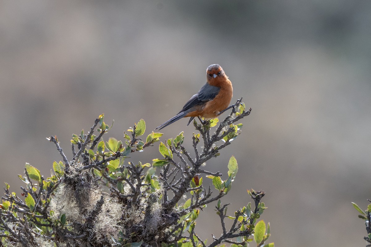 Rufous-browed Conebill - ML647171933