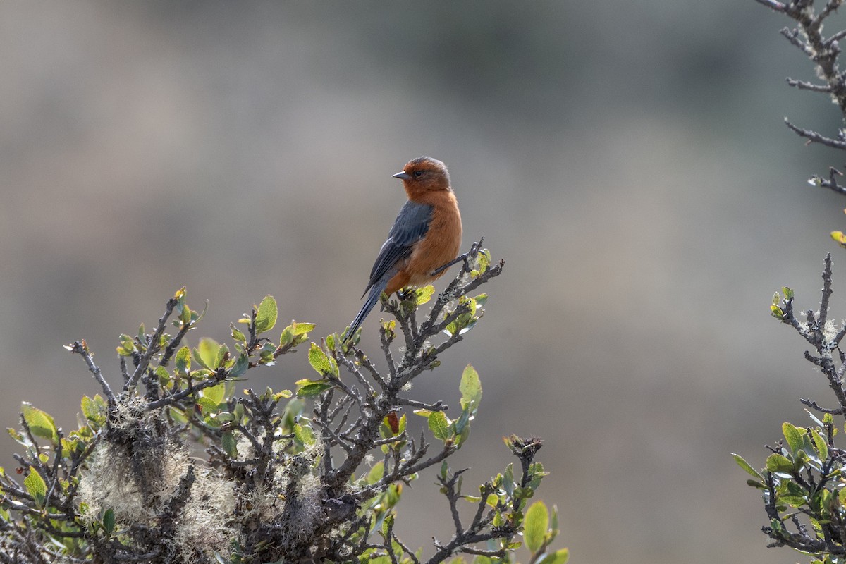 Rufous-browed Conebill - ML647171934