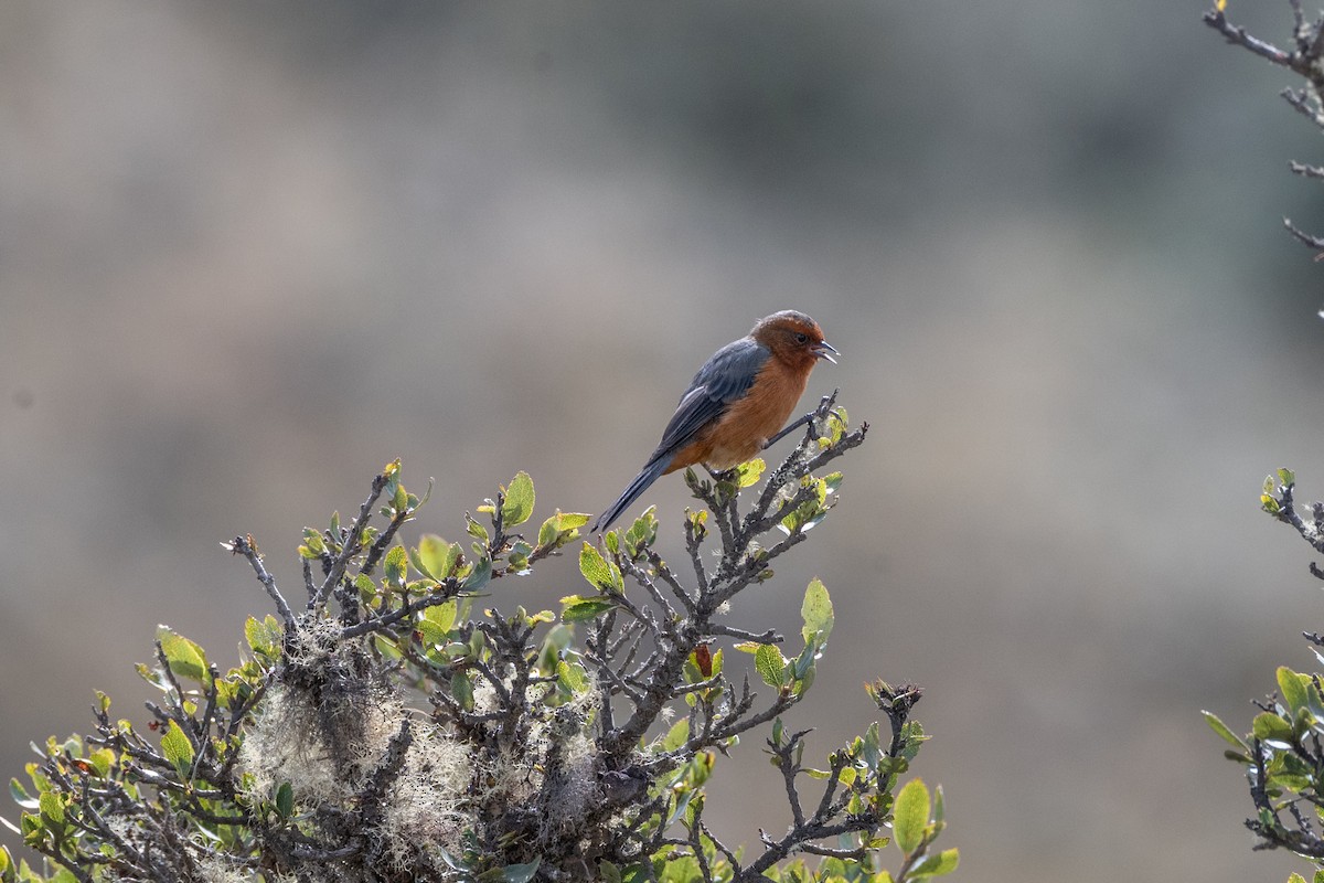 Rufous-browed Conebill - ML647171935