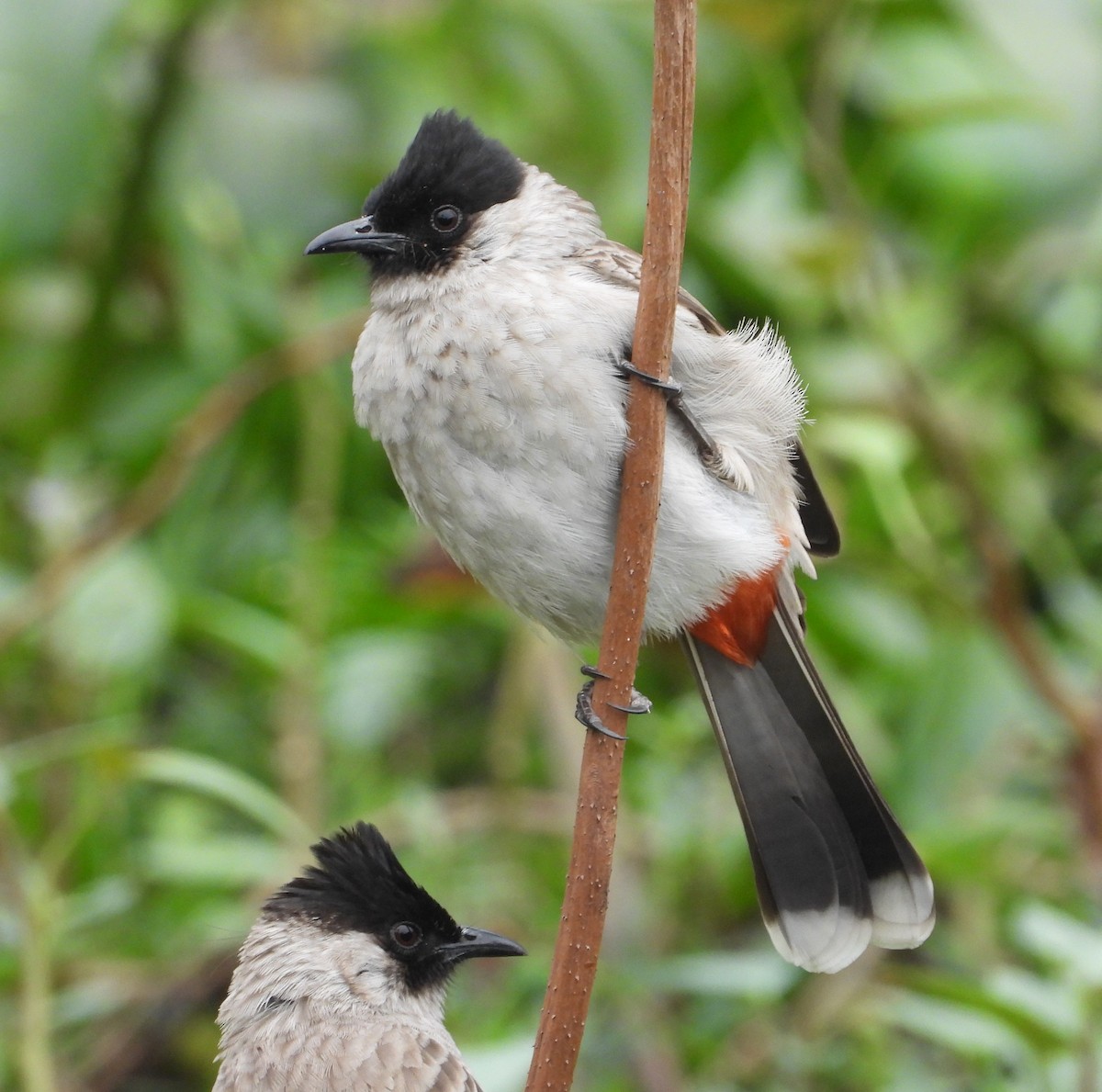 Bulbul Ventridorado - ML647171946