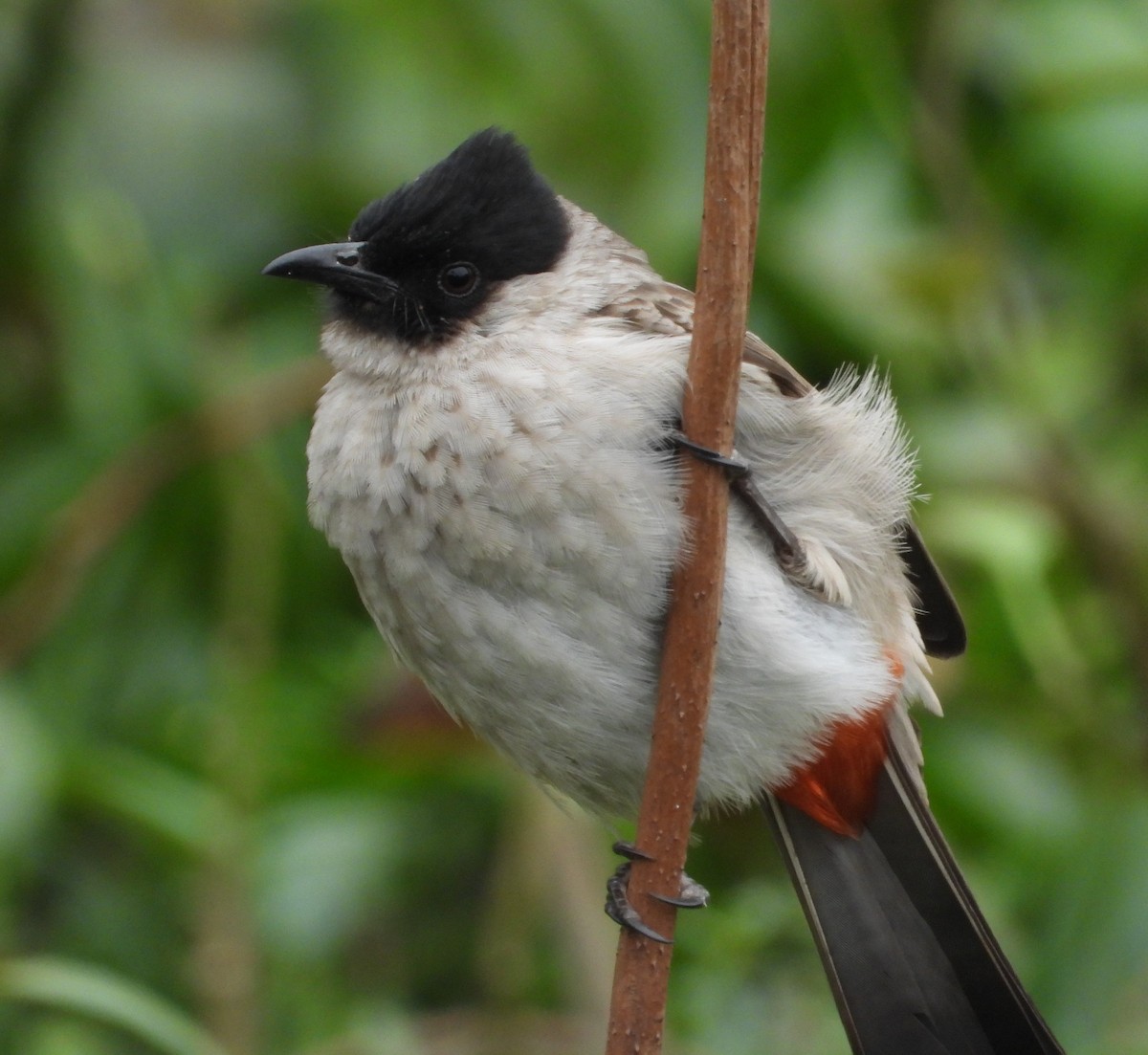 Bulbul Ventridorado - ML647171947