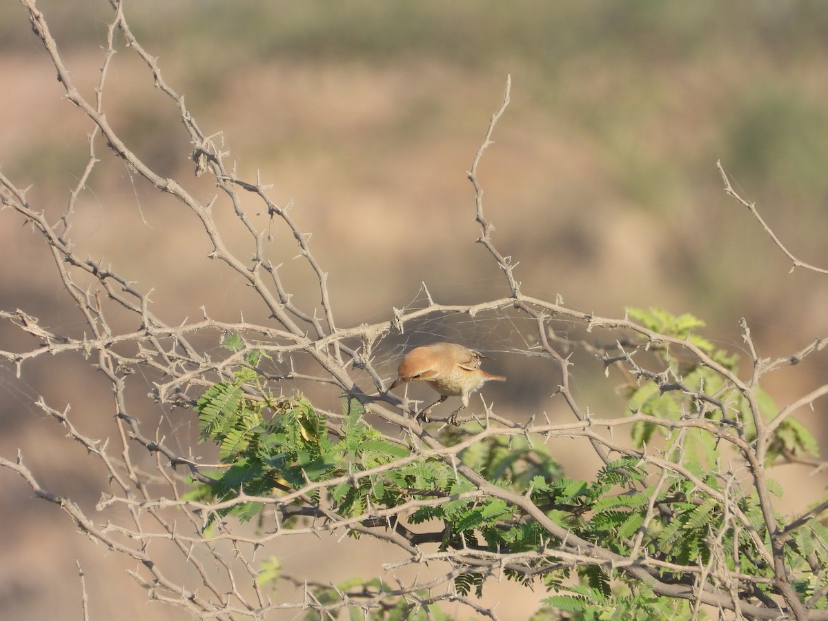 アカオモズ - ML647171951