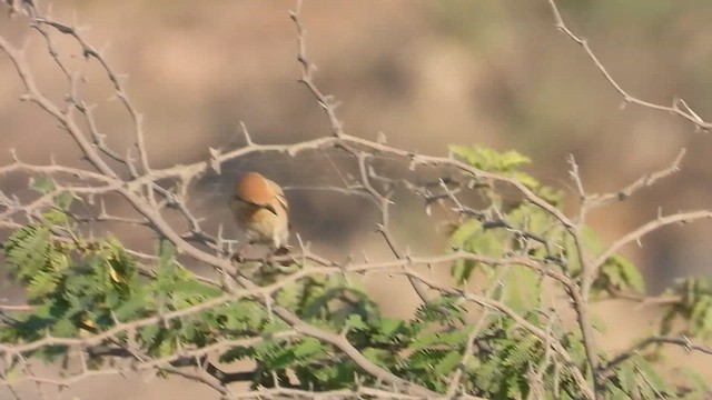 アカオモズ - ML647171952