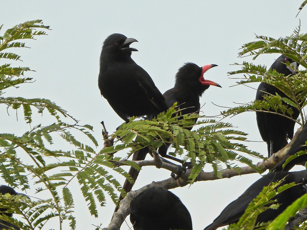 Piapiac - ML647171953