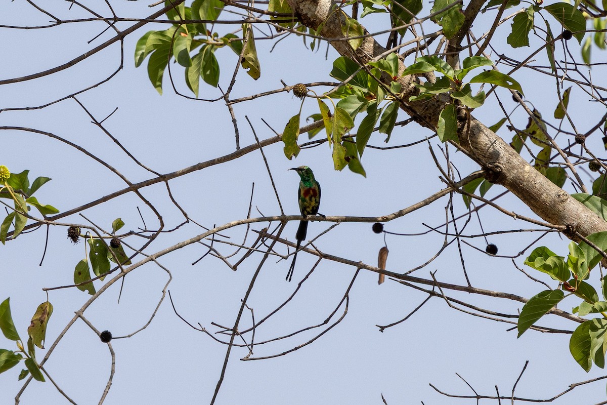 Beautiful Sunbird - ML647171954