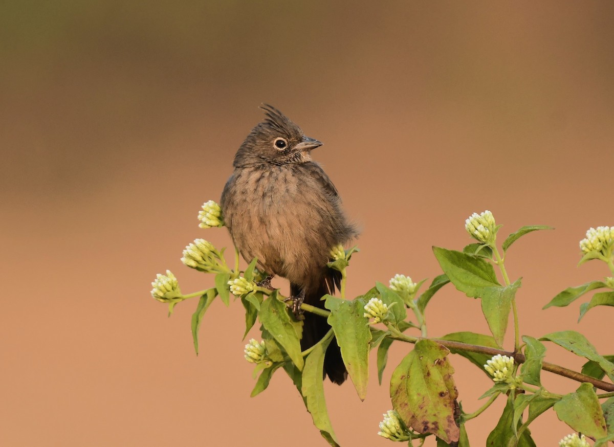 Crested Bunting - ML647171955