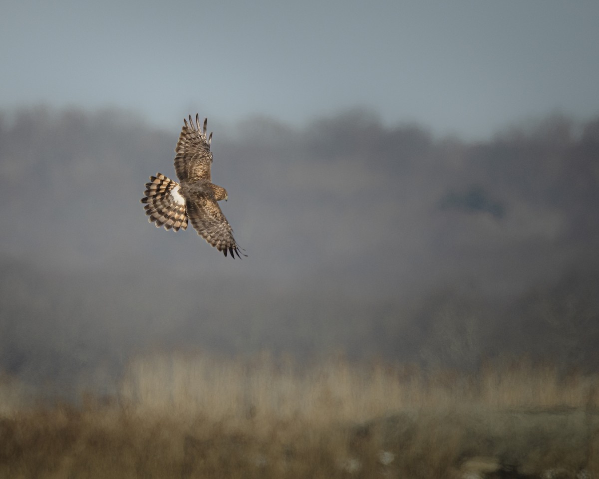 Northern Harrier - ML647171957